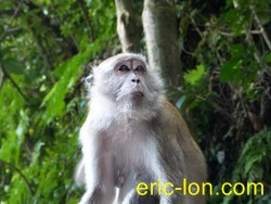 v 25 Angthong monkey